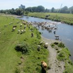 Kühe queren die Ruhr